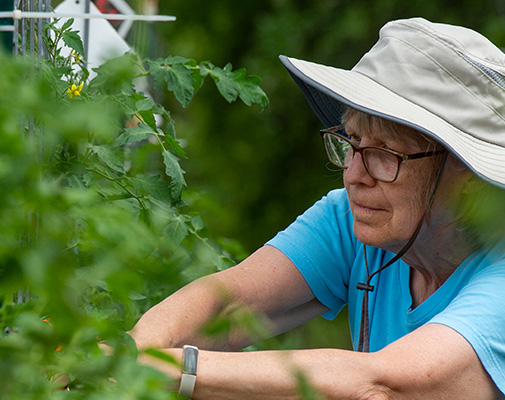 Community Member pruning plants in the St. Cloud State University Community Garden