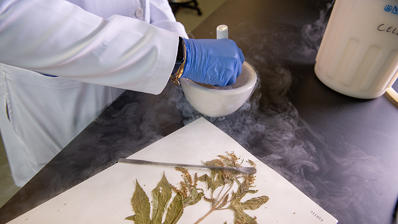 Gloved hands smashing plant specimen in dry ice