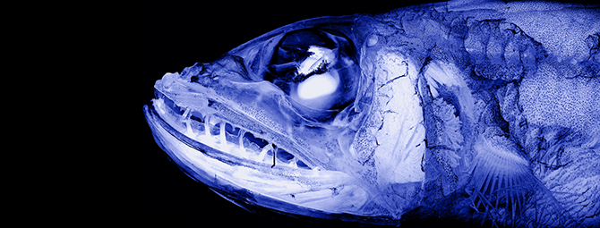 New genus of deep-sea fish from Antarctica
