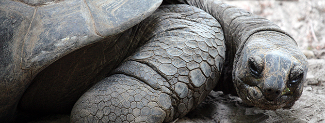 a large grey turtle