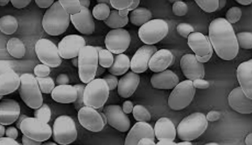 Magnified microscope view of algae