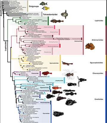 Scientific chart of fish classifications
