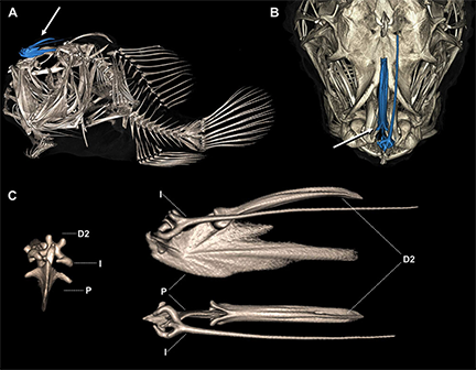 Anglerfish skeletons used in comparative evolutionary research