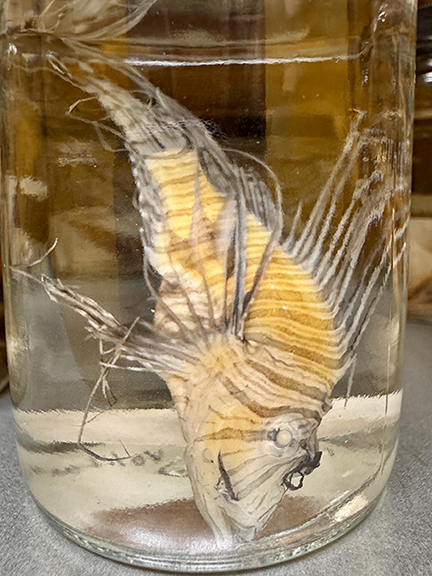 Close up of specimen