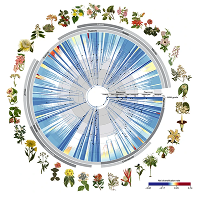 Graphic of different flowering plants in a circle