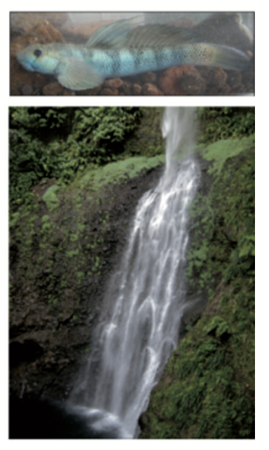 Waterfall-climbing goby fish featured in scientific documentary