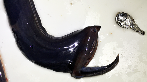 A gulper eel and a marine hatchetfish.