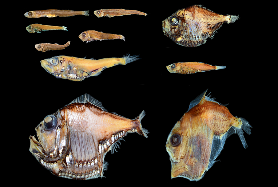Hatchetfish specimens