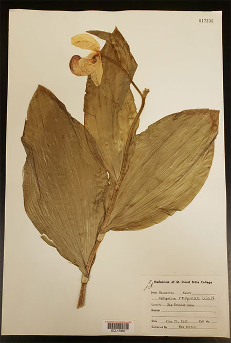 Cypripedium reginae specimen