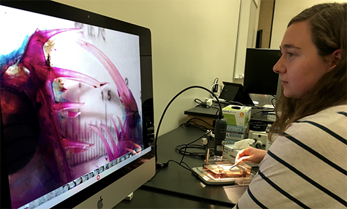 Image of a specimen.