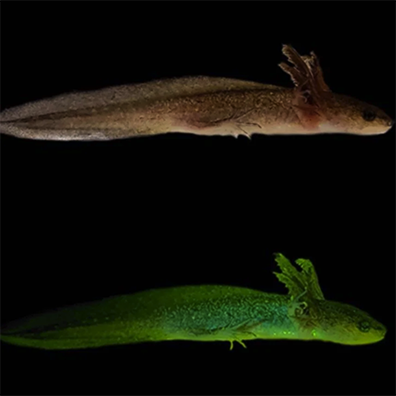 Biofluorescent Salamander