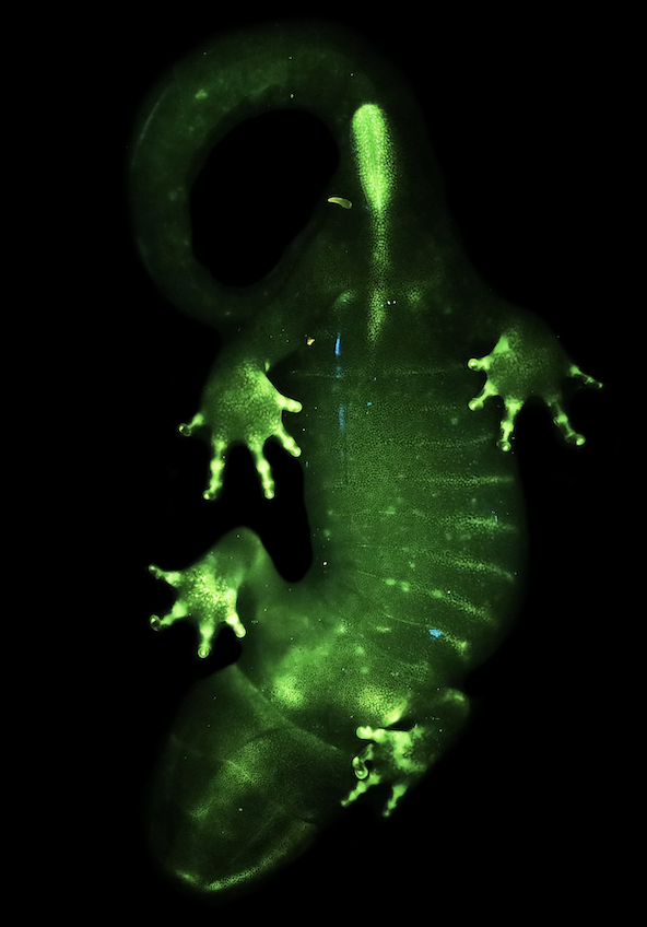 Biofluorescent salamander featured in natural science documentary