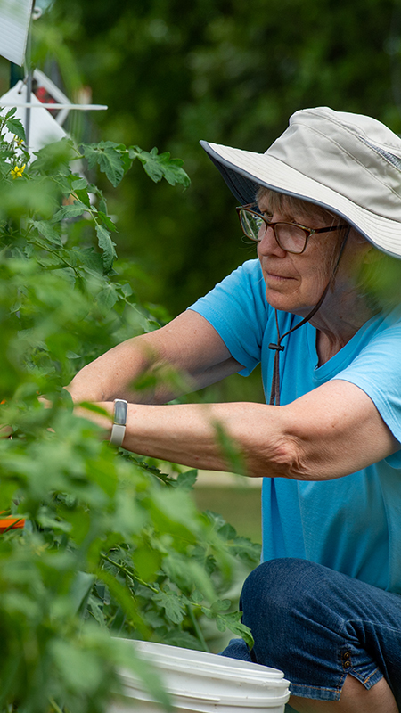 A volunteer works on a tomato plant.