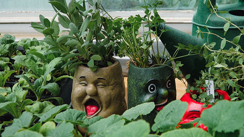 Herbs in pots