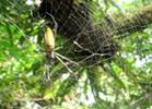 Just Surfing the Web, Jennifer Miska: Global Studies classes are intended to help create a better understanding of the world in which we inhabit, and though often times addressing the differing cultures is a predominant focus, addressing the creepy crawlies can sometimes be just as enlightening. We found spiders everywhere in Costa Rica: from our rain forest hikes, to our hotel rooms, to trees just like this one- and though often times in the US we veer left and right from these unwelcomed guests, Costa Ricans seemed unfazed by the prevalence of spiders such as these, truly exemplifying their relaxed and accepting "Pura Vida" lifestyle.