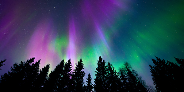 Vivid display of purple and green northern lights over pine trees