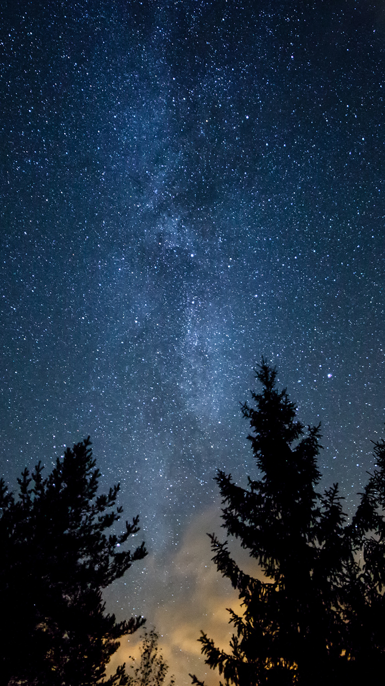Night sky with stars and forest trees in foreground