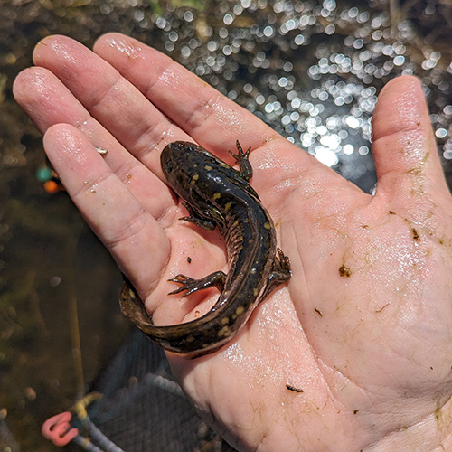 A salamander is held in the palm of a hand