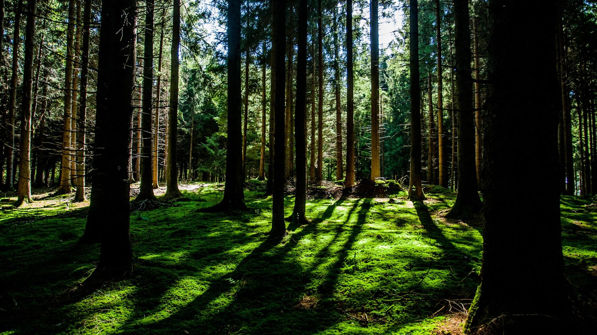 a green forest with numerous tree branches