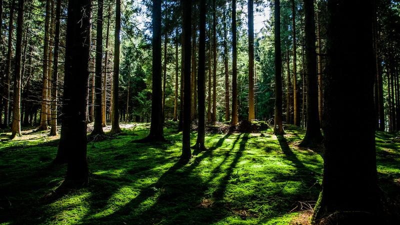 sunlight appearing through trees